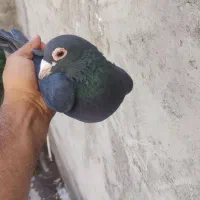 کفترکلاغ گوک