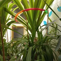 گل سوسن خیلی بزرگ با کلی پاجوش