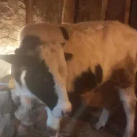 گاو نر|حیوانات مزرعه|مشگین شهر, |دیوار