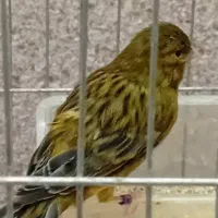 تعدادی قناری|پرنده|رودسر, |دیوار