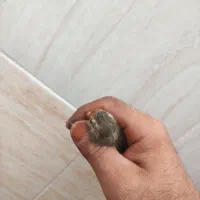 سهره گلبسر قناری|پرنده|قم, ناصردیوان|دیوار