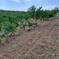 فروش چهار سهام طرح یک هوره گاستارا|فروش دفتر صنعتی، کشاورزی، تجاری|زاینده رود, |دیوار