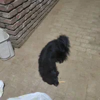 سگ پاکوتاه سیاه