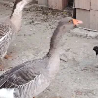 او غو قاز|پرنده|سیجوال, |دیوار