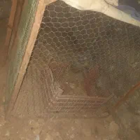 قفس|لوازم جانبی حیوانات|بجنورد, |دیوار