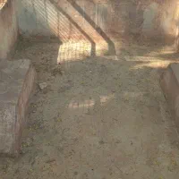 وانت بار|خودرو سواری و وانت|چابهار, |دیوار