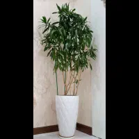 درختچه بامبو خاکی