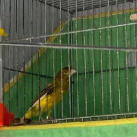 قناری نر شلاقی میخای که نزاره بخوابی در خدمتم