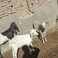 سه عدد بز آبستن