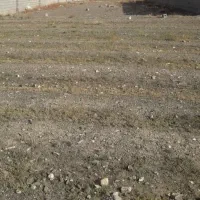 زمین-کاهو-ساغروان-گوهردشت-نسترن