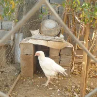 خروس و مرغ تخمی و بوقلمون|حیوانات مزرعه|شریف‌آباد, |دیوار