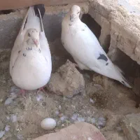 کبوتر