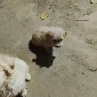 دو عدد توله سگ شیتوز