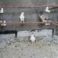 کبوتر غریب گیری