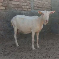 ماده سانن اصیل|حیوانات مزرعه|زاهدان, |دیوار