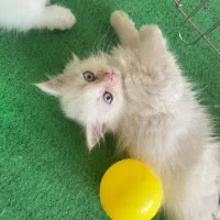 گربه|گربه|بجنورد, |دیوار