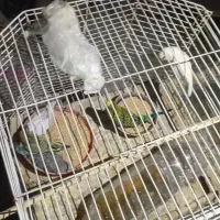 مرغ عشق|پرنده|میناب, |دیوار