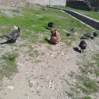 تعدادی بوقلمون موجود است