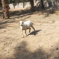 یک میش دورگ شیرازی ابستن سنگین|حیوانات مزرعه|جیرفت, |دیوار