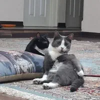 واگذاری گربه خونگی