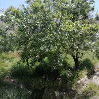 باغ-و-آب