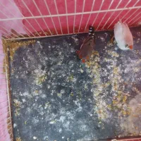 یک جفت فنچ به همراه یک تخم