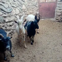 تعداد گوسفند سبک و سنگین کره نر و بره نر محلی|حیوانات مزرعه|زرند, |دیوار