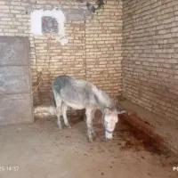 هنر خوب باری جوان|حیوانات مزرعه|کلیائی, |دیوار