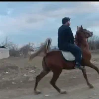 اسب ومادیون و نریون وکره مادیون