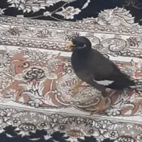 مرغ مینا
