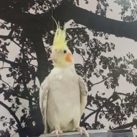 عروس هلندی ماده