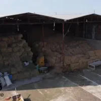 گاوداری|فروش دفتر صنعتی، کشاورزی، تجاری|تنکمان, |دیوار