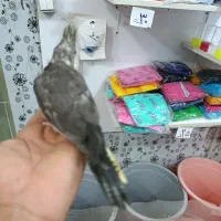 جوجه سرلاکی|پرنده|بندرعباس, |دیوار
