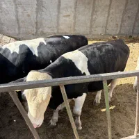 گوساله سیمینتال نر پرواری چاق