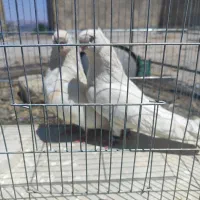 کبوتر اراکی