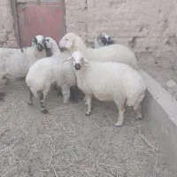 ۵ راس میش جوان ابستن چاق