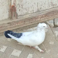 معاوضه با طوقی