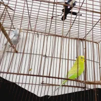 جفت مرغ عشق پروانه ای|پرنده|اردکان, |دیوار