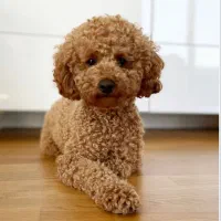 پودل ماده ۳ ماهه