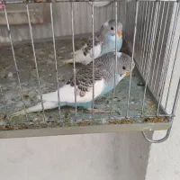 مرغ عشق