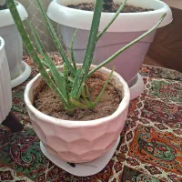 گل و گلدان|گل و گیاه طبیعی|الوند, |دیوار