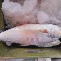 ماهی مرغ گوشت دنبه خرید با کالا برگ مقدور میباشد|خوردنی و آشامیدنی|ایذه, |دیوار