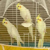 فروش عروس هلندی ماده لتینو بالغ اماده جفت گیری|پرنده|یزد, |دیوار