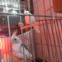 طوطی مولد و نژاددار گرینچیک وعروس هلندی آلبینو