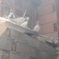 کبوترپرشی