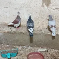 کبوتر