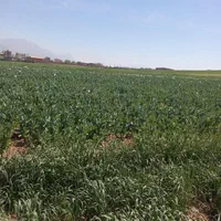 سرکارگر امور کشاورزی از صفر تا صد
