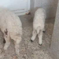 فروش بره|حیوانات مزرعه|اهواز, زوویه ۲|دیوار