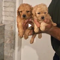 مینی پودل زیبا دختر و پسر موجود