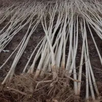 بزرگترین مرکز تولید نهال شناسه دار